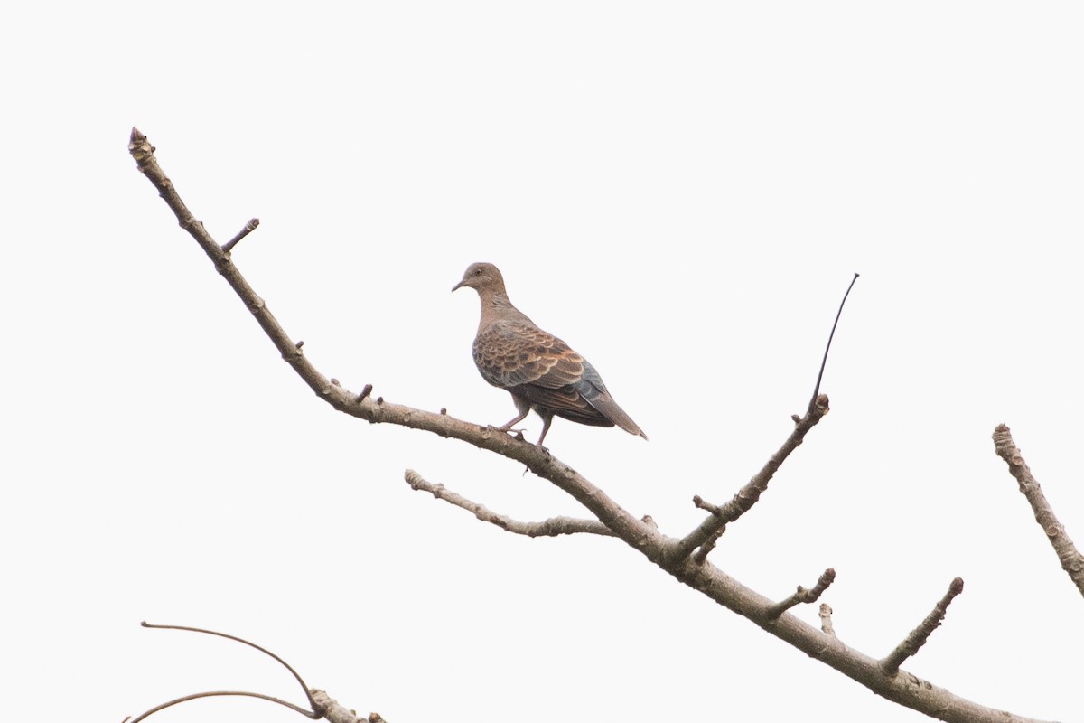 Oriental Turtle-Dove - Andrew Schoeman