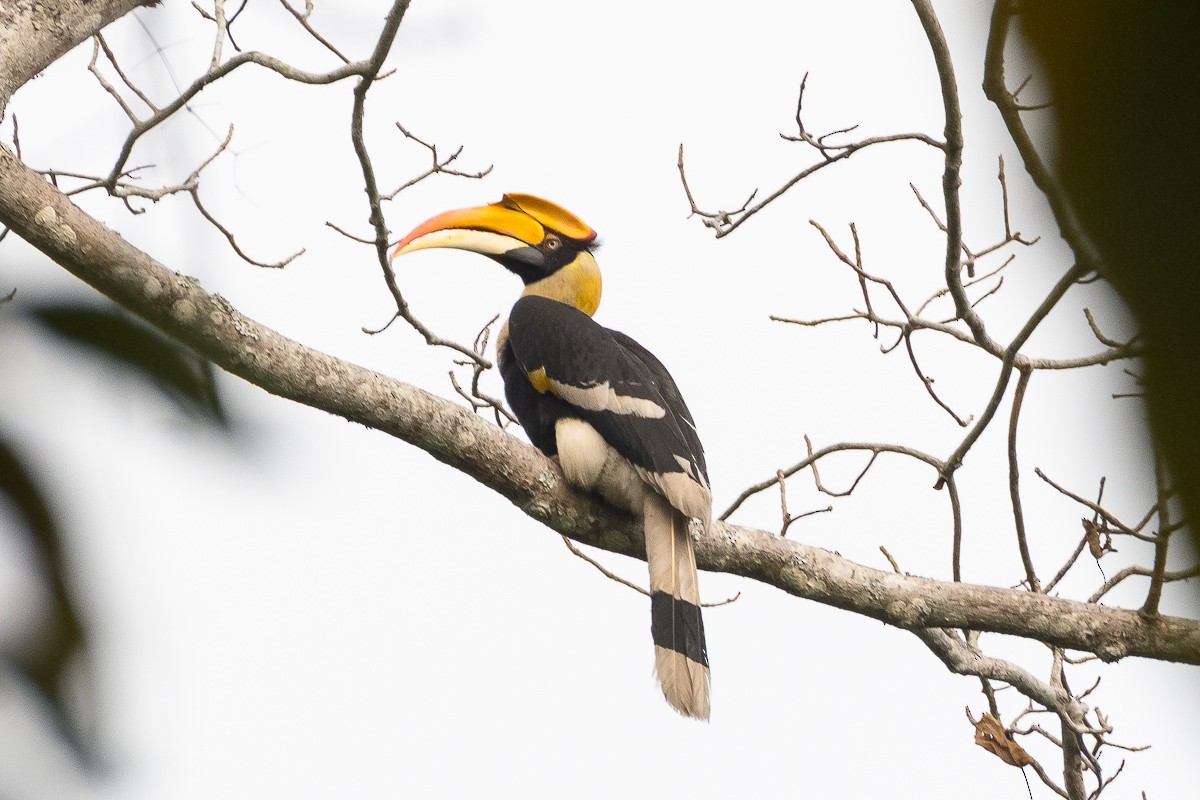 Great Hornbill - ML616613495