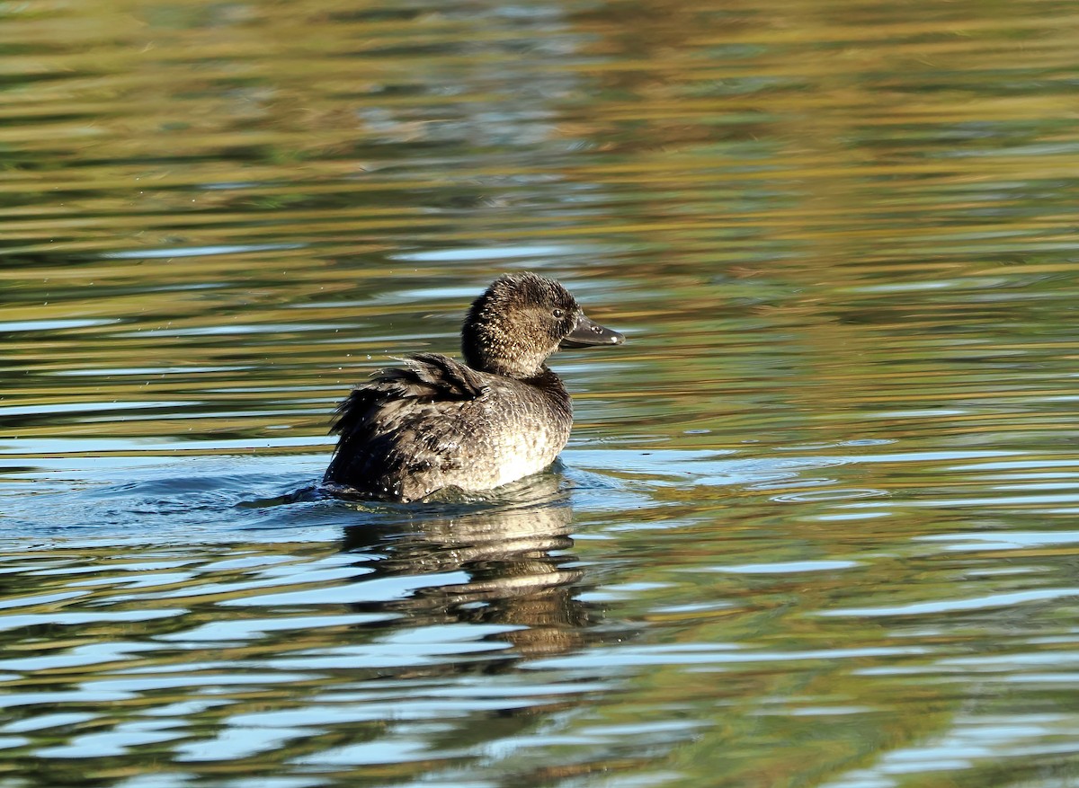 Musk Duck - ML616613501