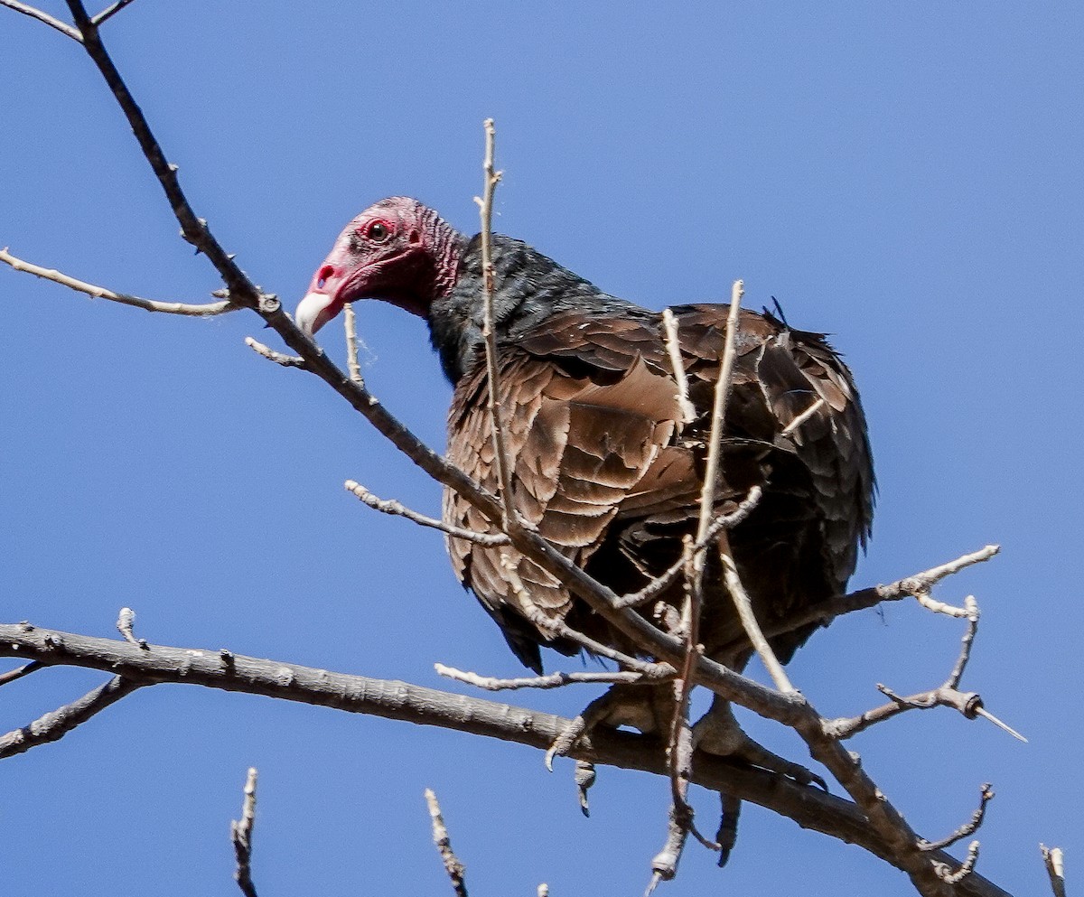 Urubu à tête rouge - ML616613545