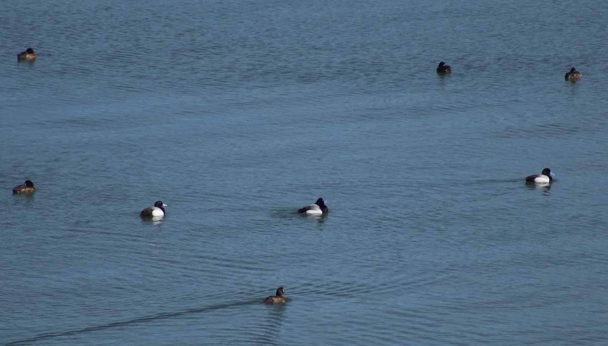 Greater Scaup - ML616613566