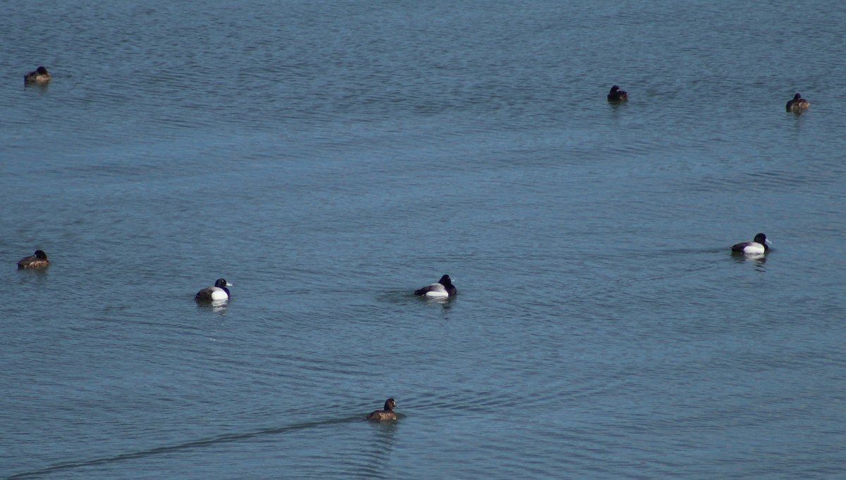 Greater Scaup - Rachel Street