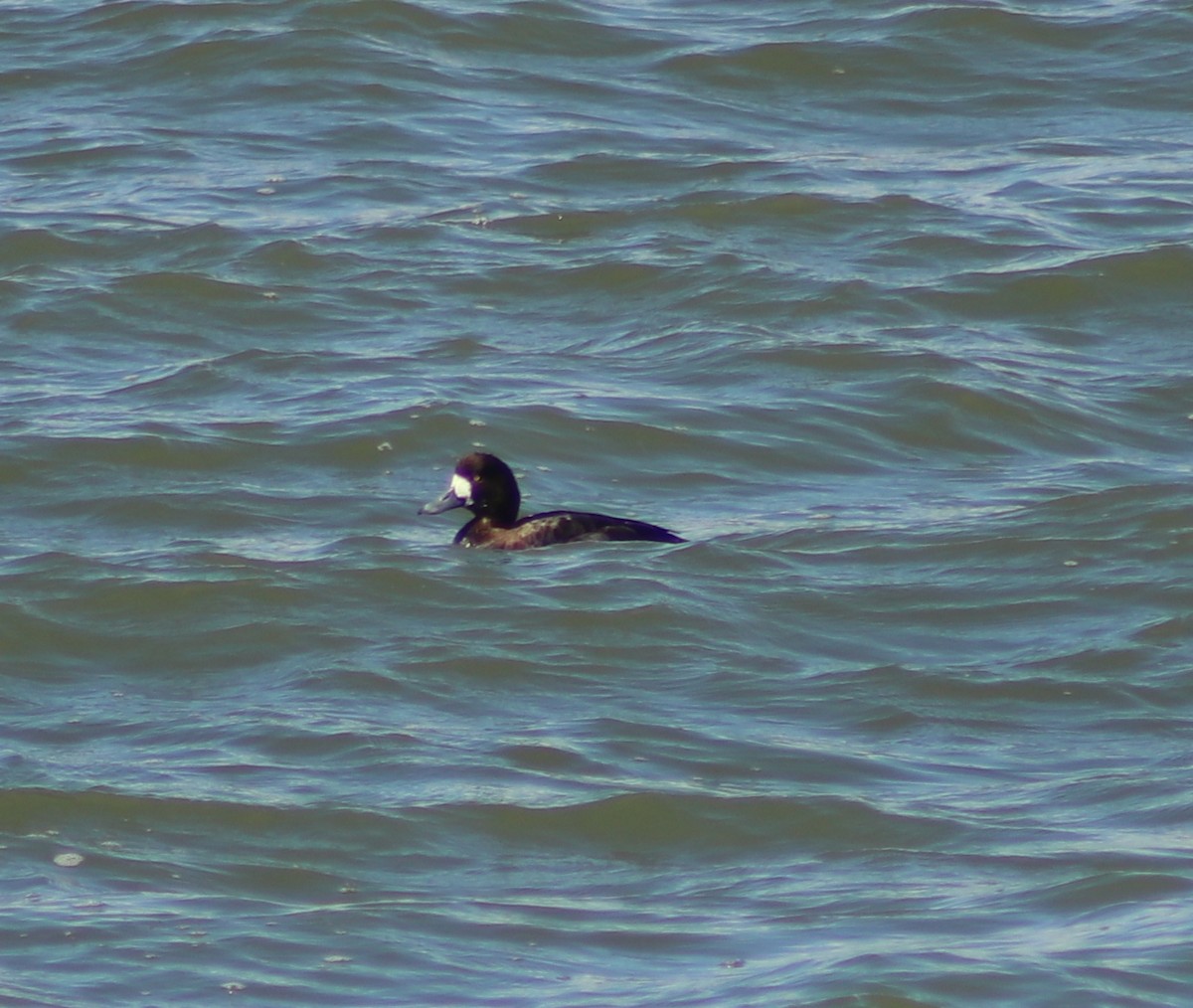 Greater Scaup - ML616613571