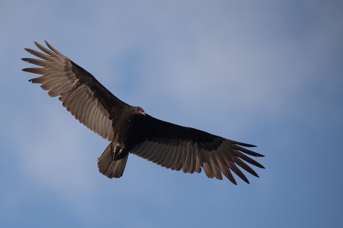 Turkey Vulture - ML616613620