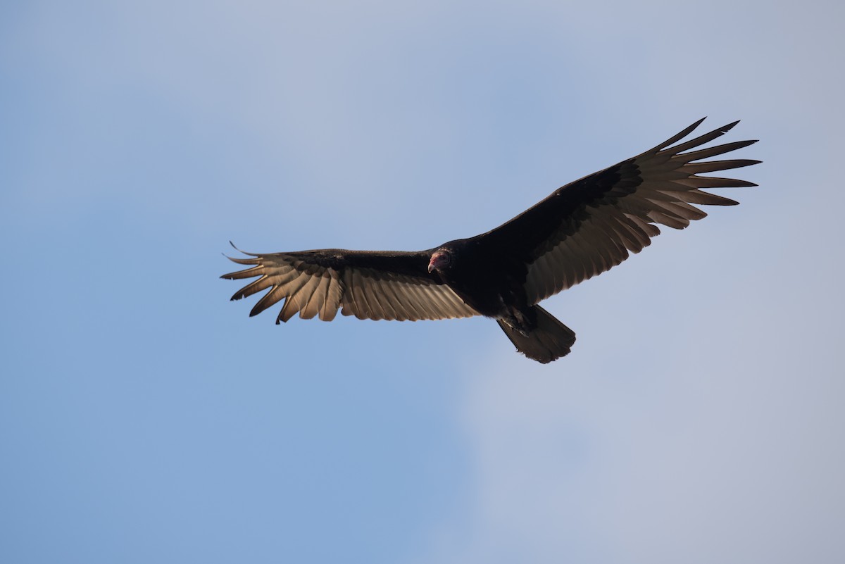 Turkey Vulture - ML616613621