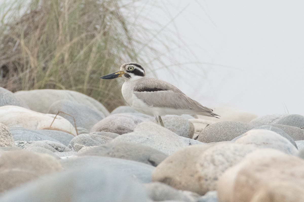 Great Thick-knee - ML616613623