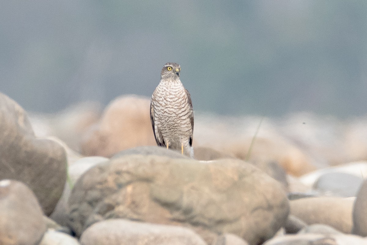 Eurasian Sparrowhawk - ML616613647