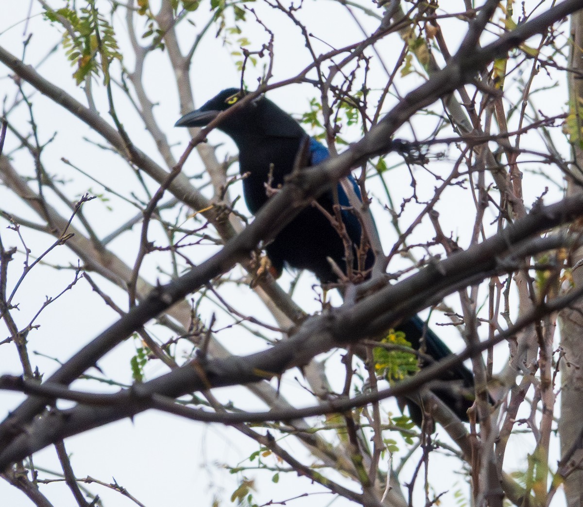 Purplish-backed Jay - ML616613651