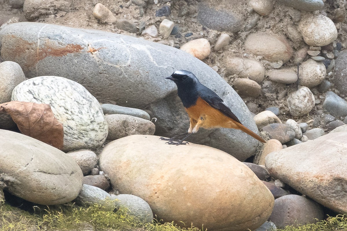 Hodgson's Redstart - Andrew Schoeman