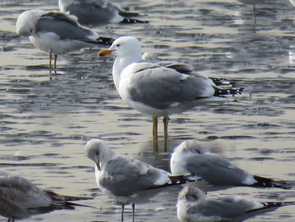 California Gull - ML616613666