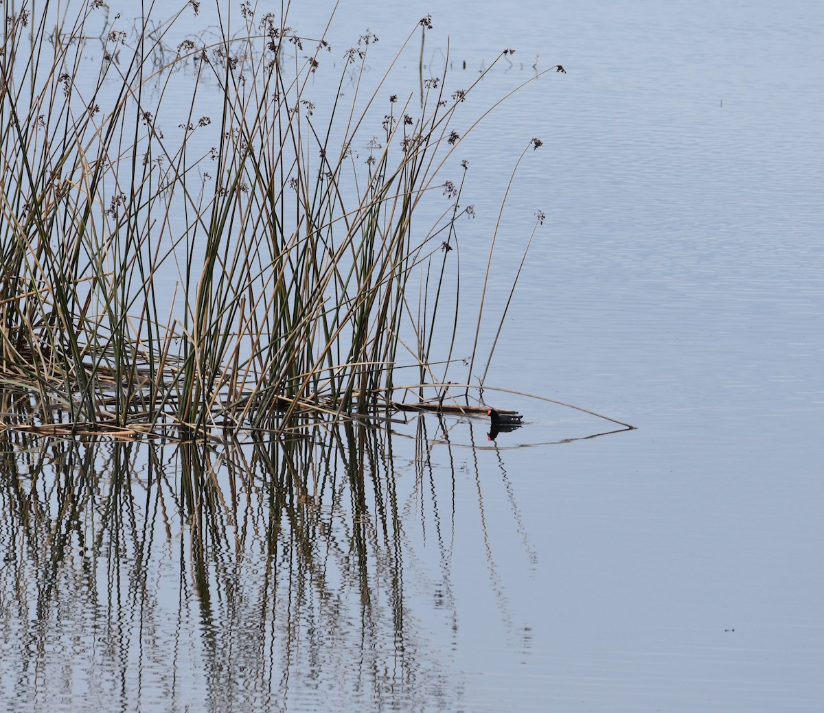 Gallinule d'Amérique - ML616613668