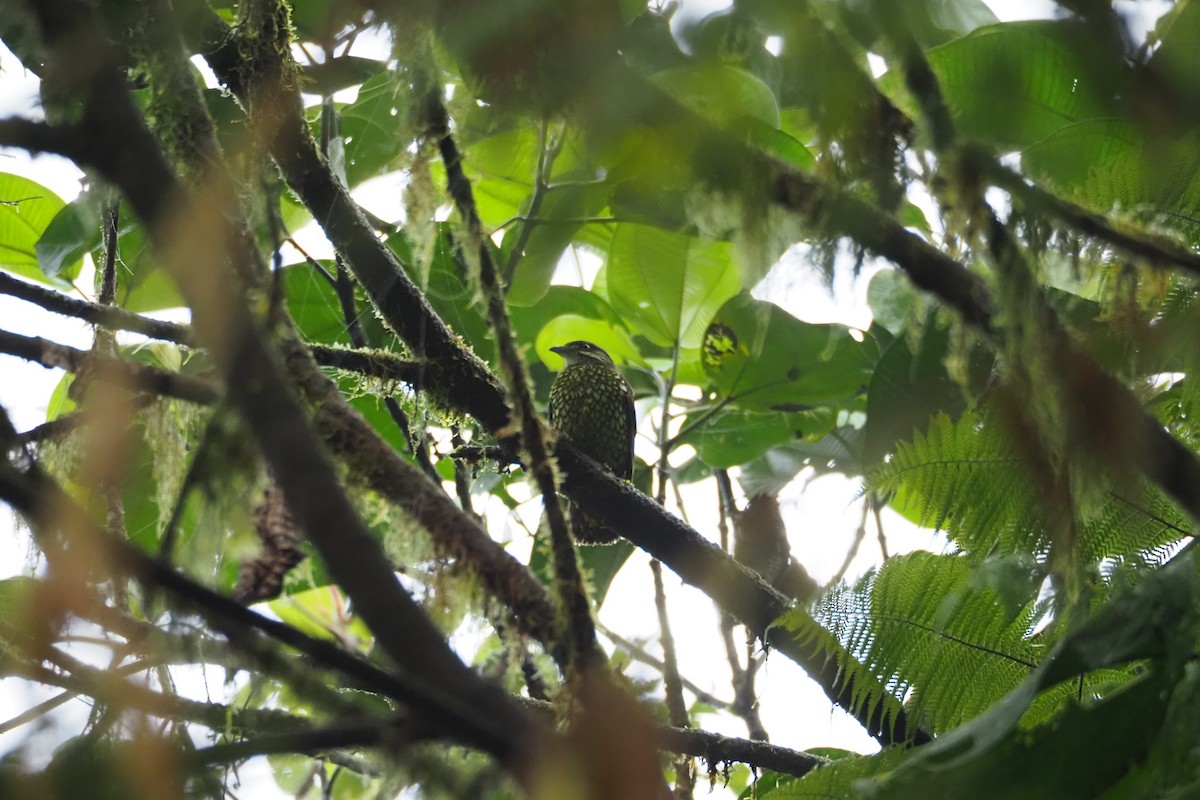 Scaled Fruiteater - ML616613672
