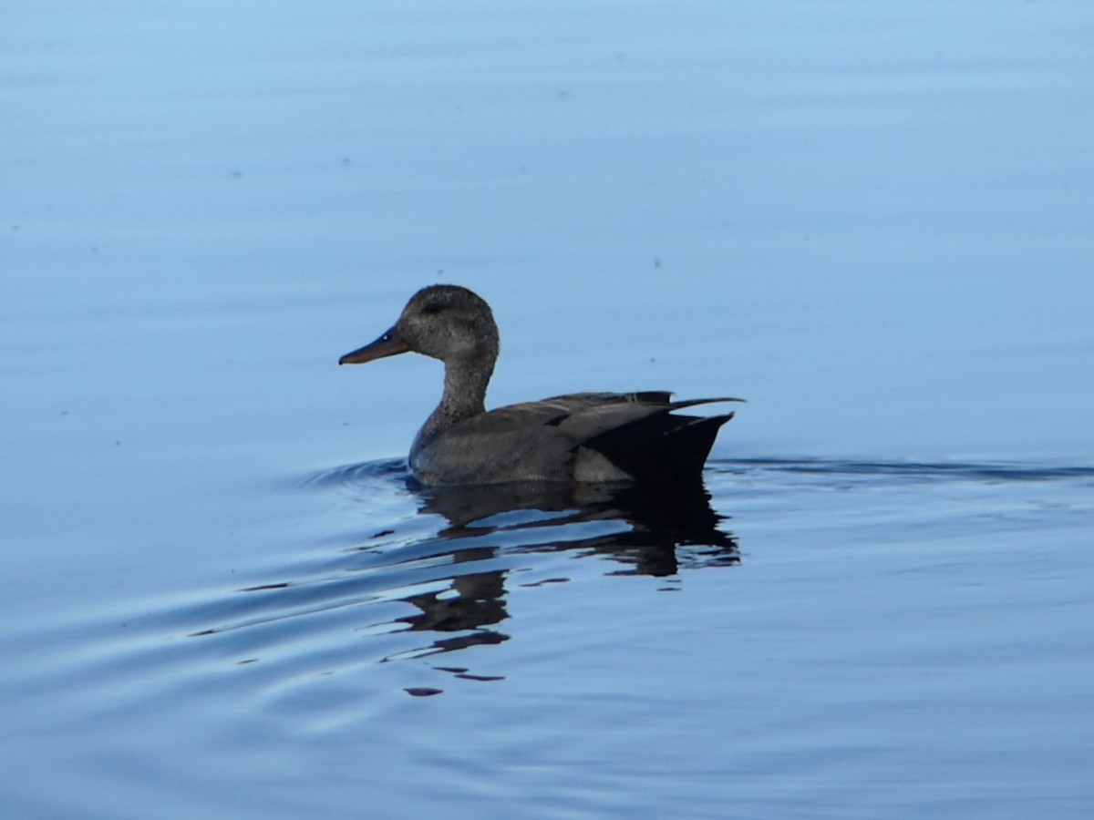 Gadwall - ML616613690