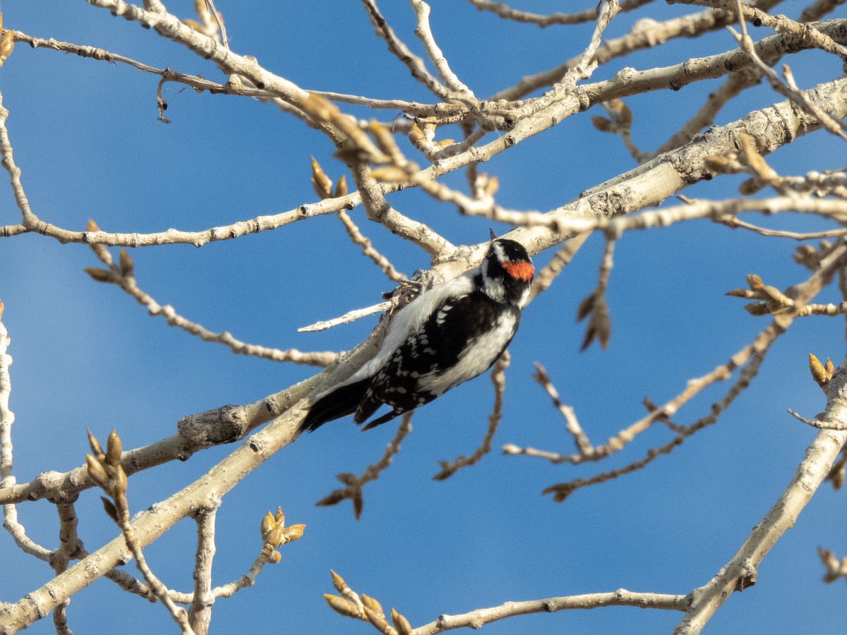 Downy Woodpecker - ML616613703