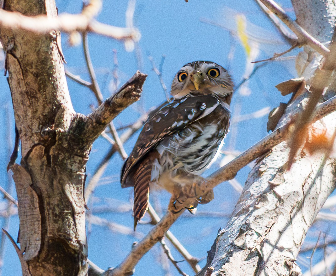 Ferruginous Pygmy-Owl - ML616613709