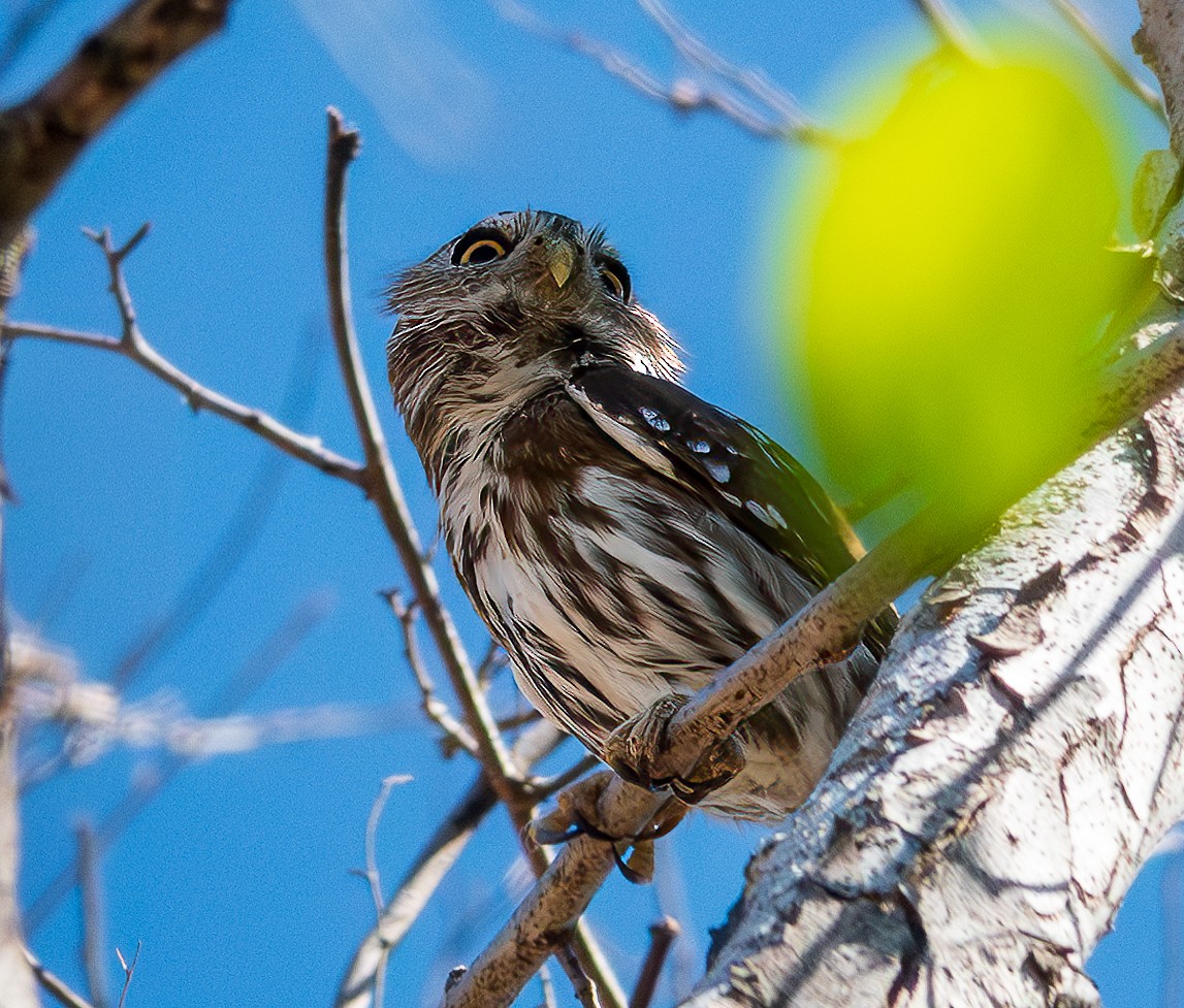 Ferruginous Pygmy-Owl - Lois Farrington