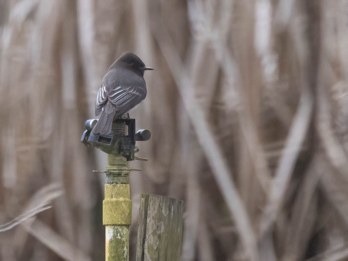 Black Phoebe - Andy DeBroux