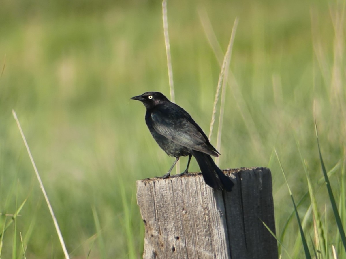 Brewer's Blackbird - ML616613766