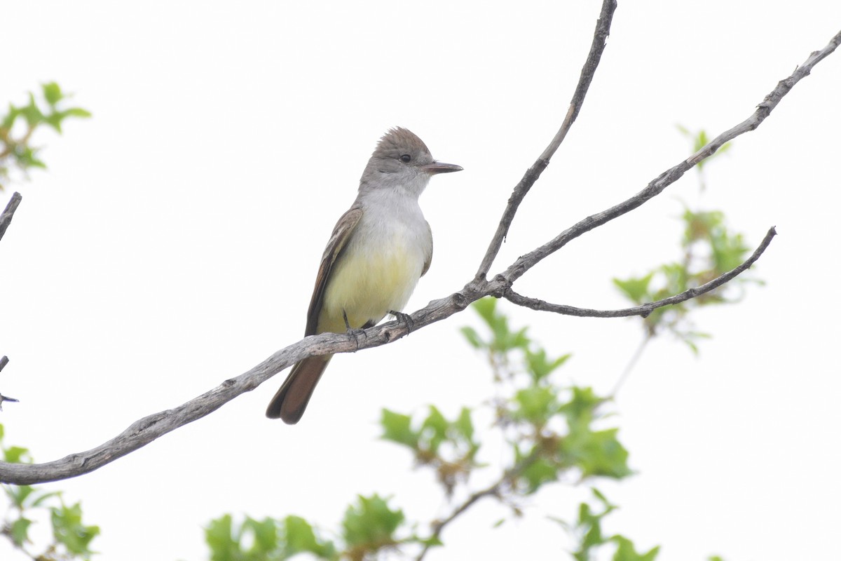 Ash-throated Flycatcher - ML616613777