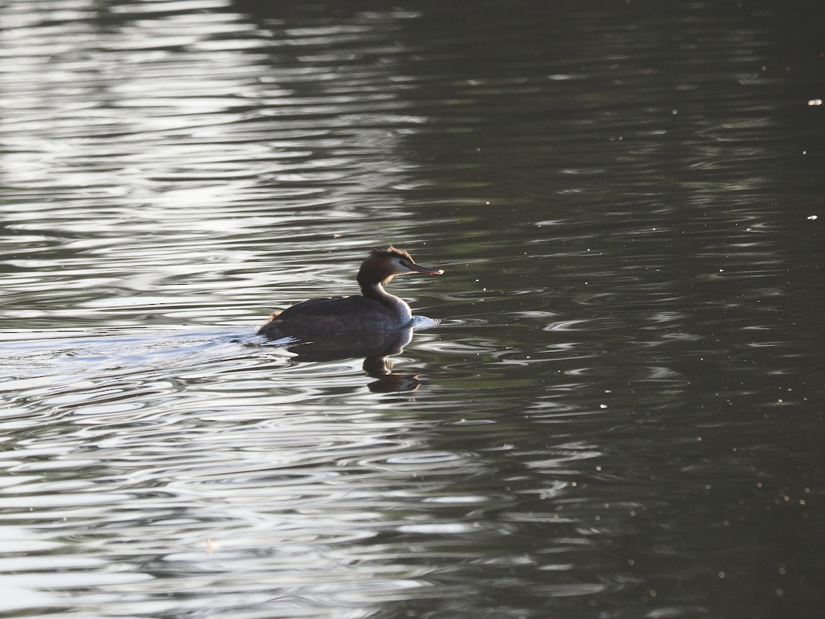 Great Crested Grebe - ML616613826