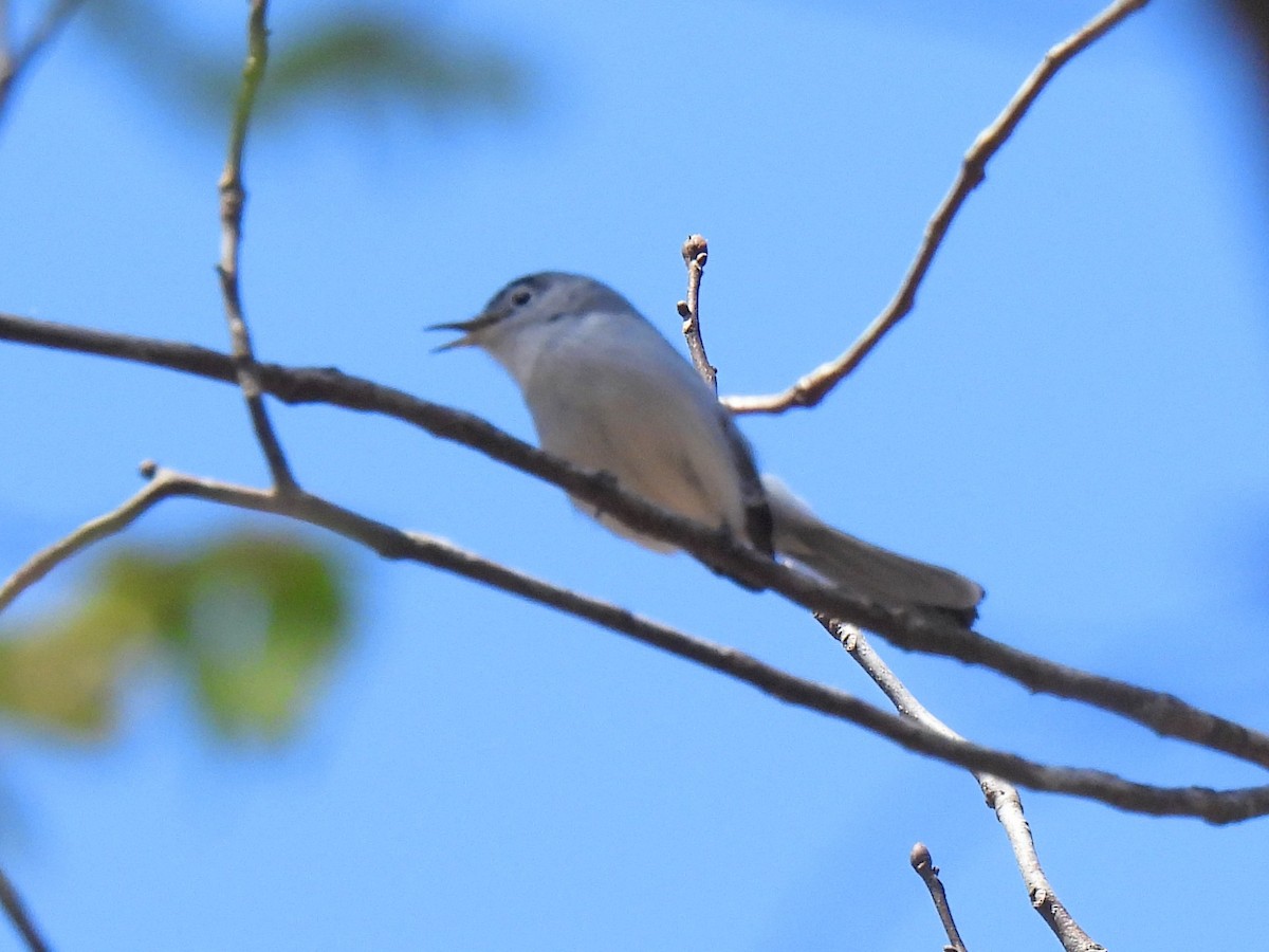 Blue-gray Gnatcatcher - ML616613921