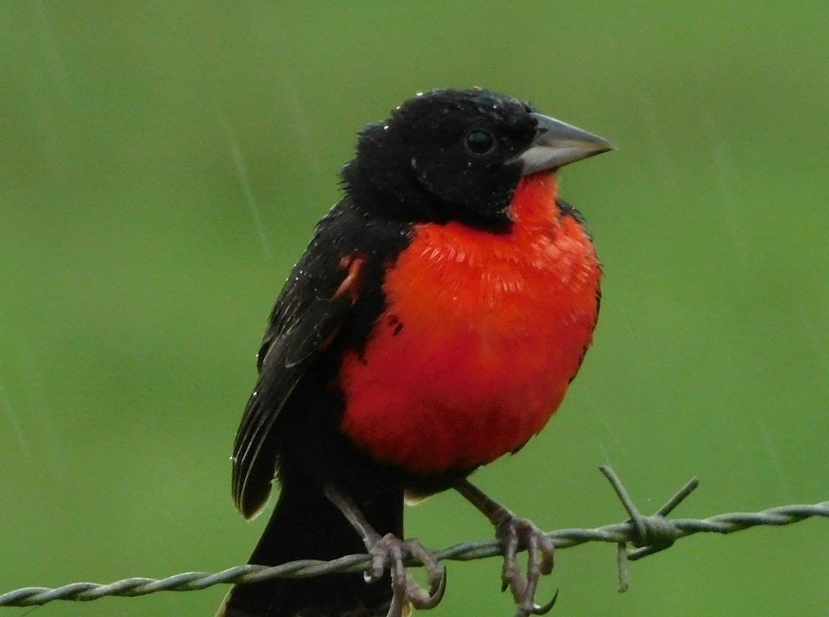 Red-breasted Meadowlark - Andres Paniagua