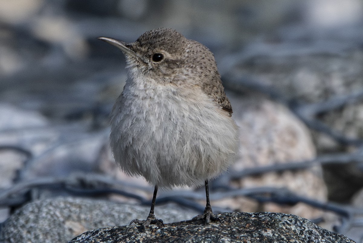 Rock Wren - Van Pierszalowski