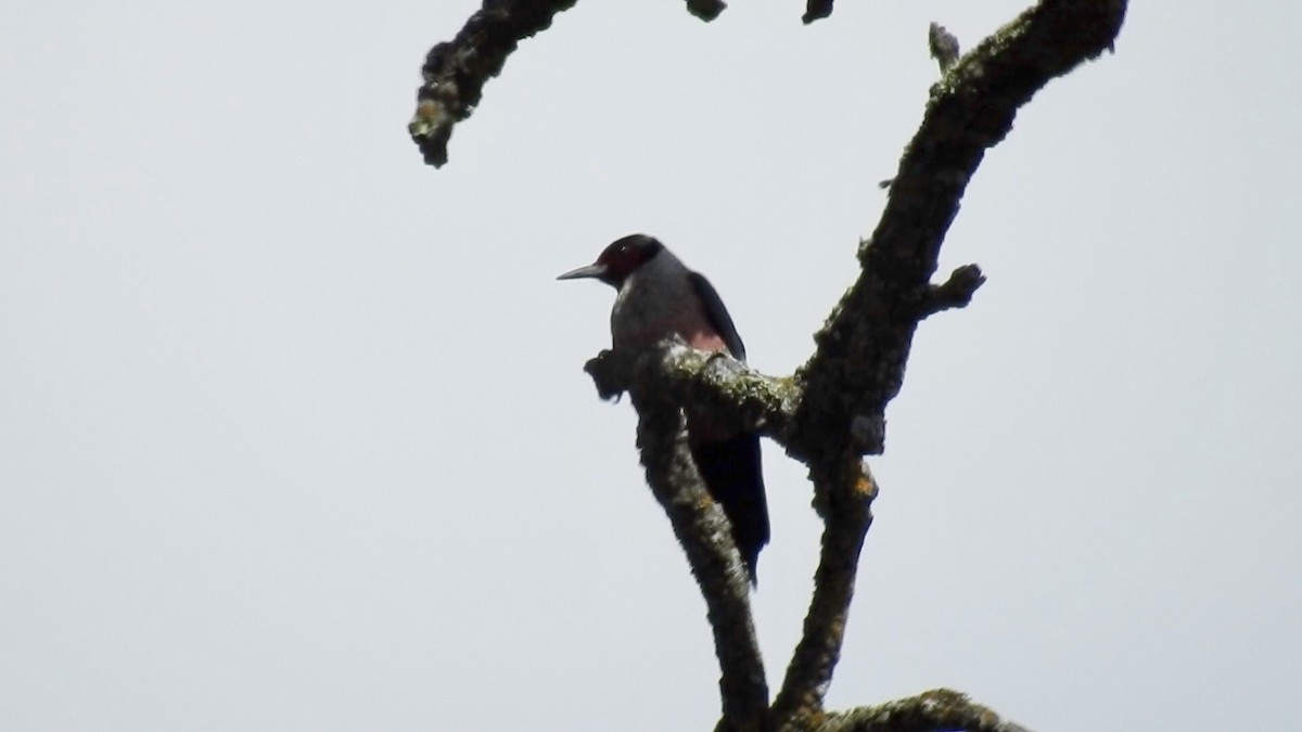 Lewis's Woodpecker - ML616614007