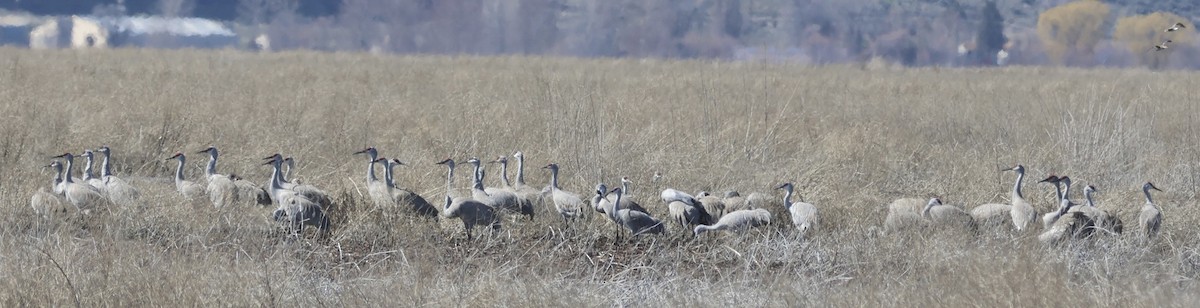 Sandhill Crane - ML616614016