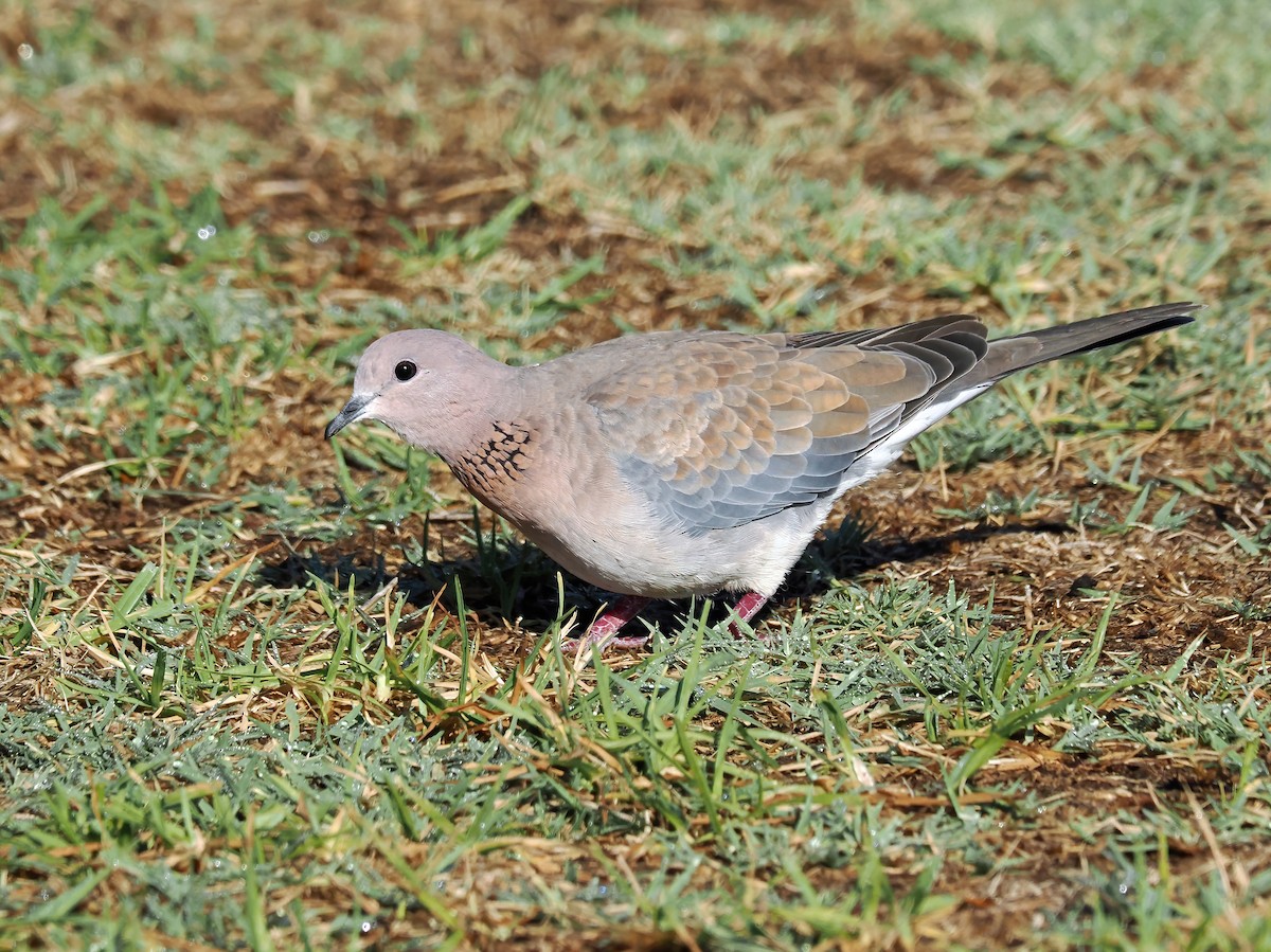 Laughing Dove - ML616614041