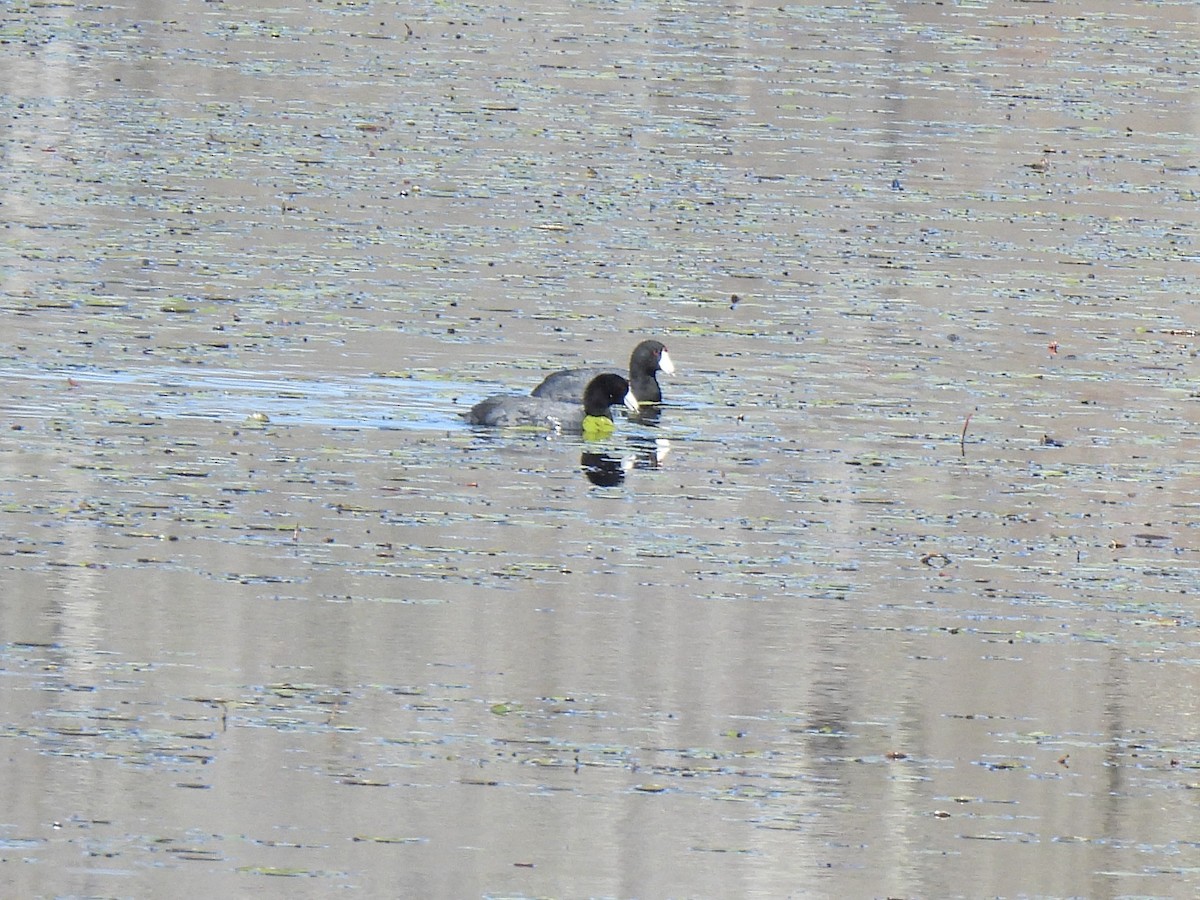 American Coot - Ed Daniels