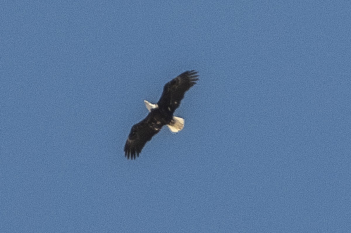 Bald Eagle - ML616614075