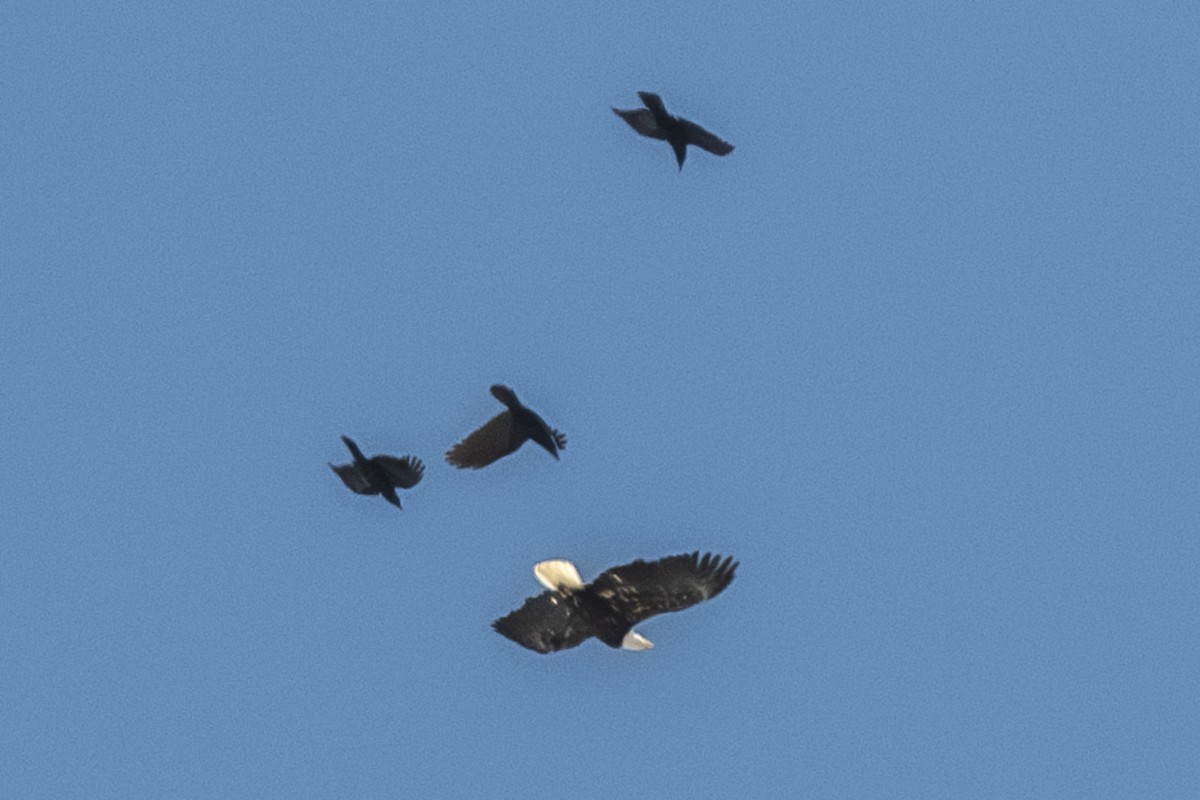 Bald Eagle - Van Pierszalowski