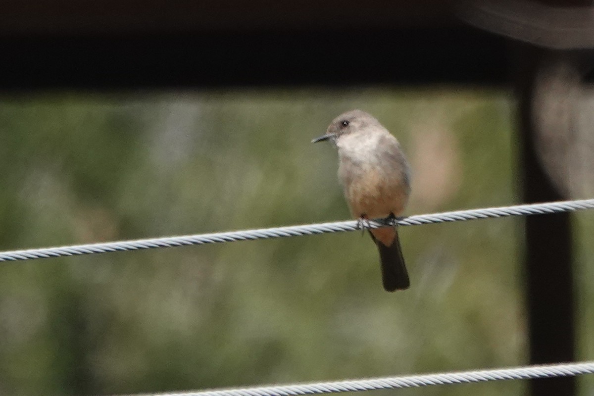 Say's Phoebe - ML616614091