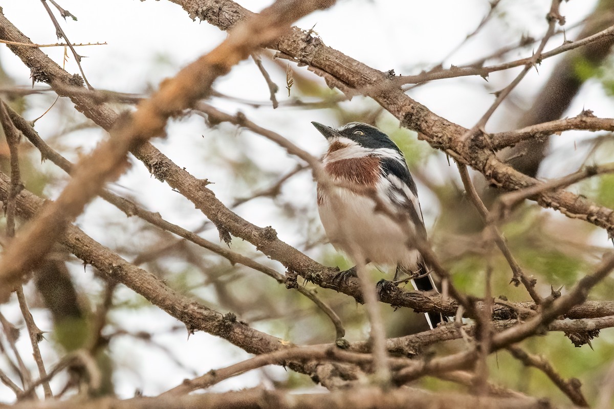 Chinspot Batis - Jeff Cooper