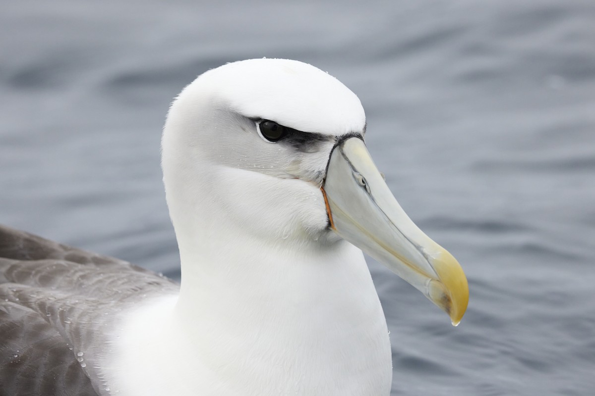 White-capped Albatross - Michael Yablick