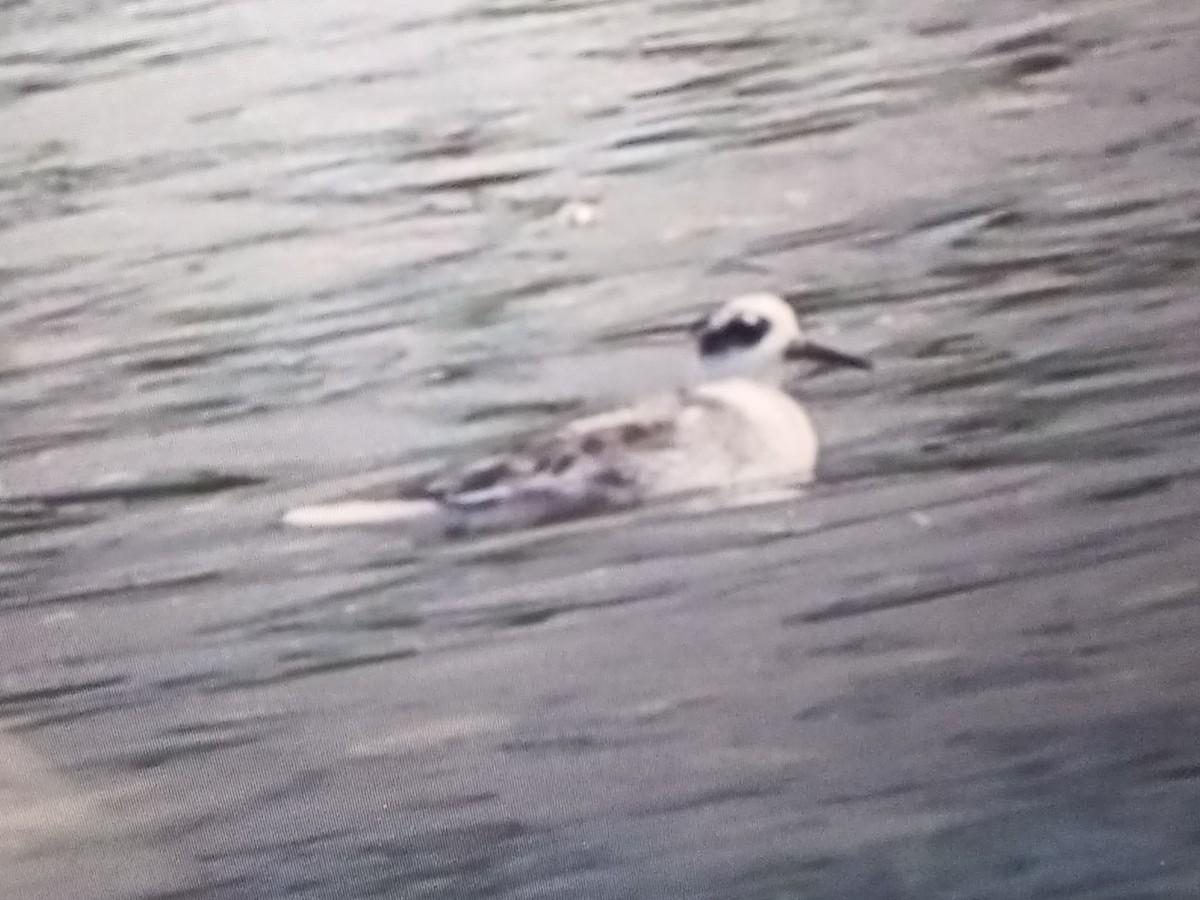 Red Phalarope - ML616614162