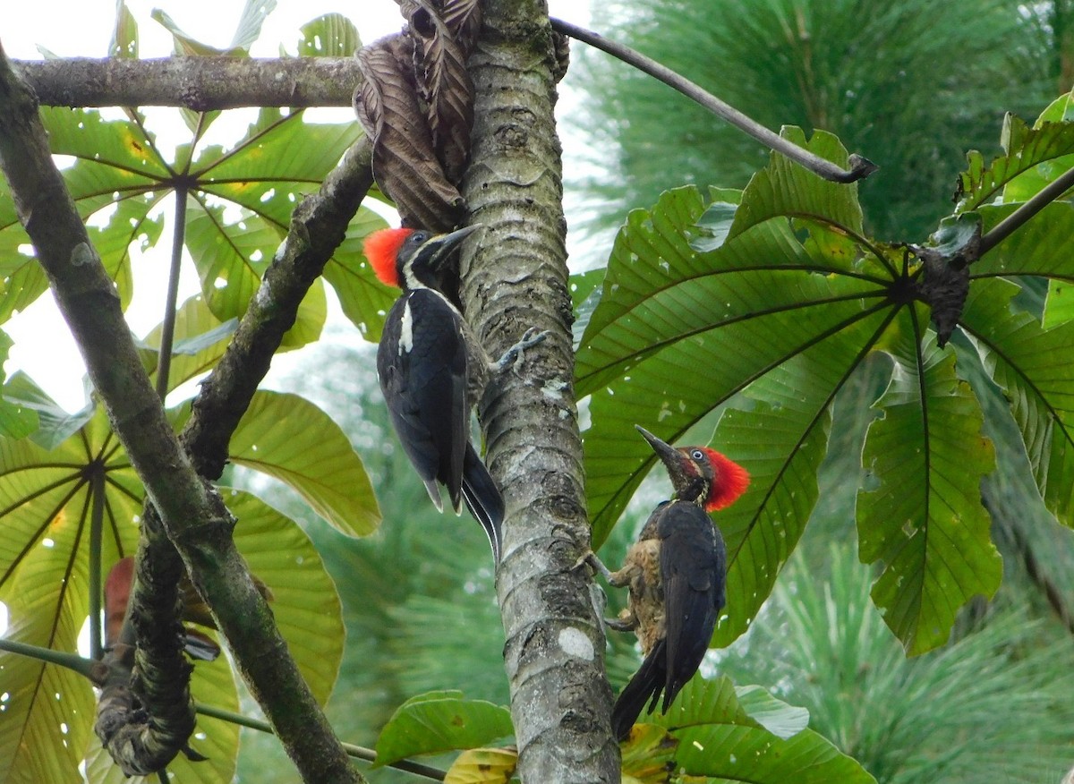 Lineated Woodpecker - Andres Paniagua