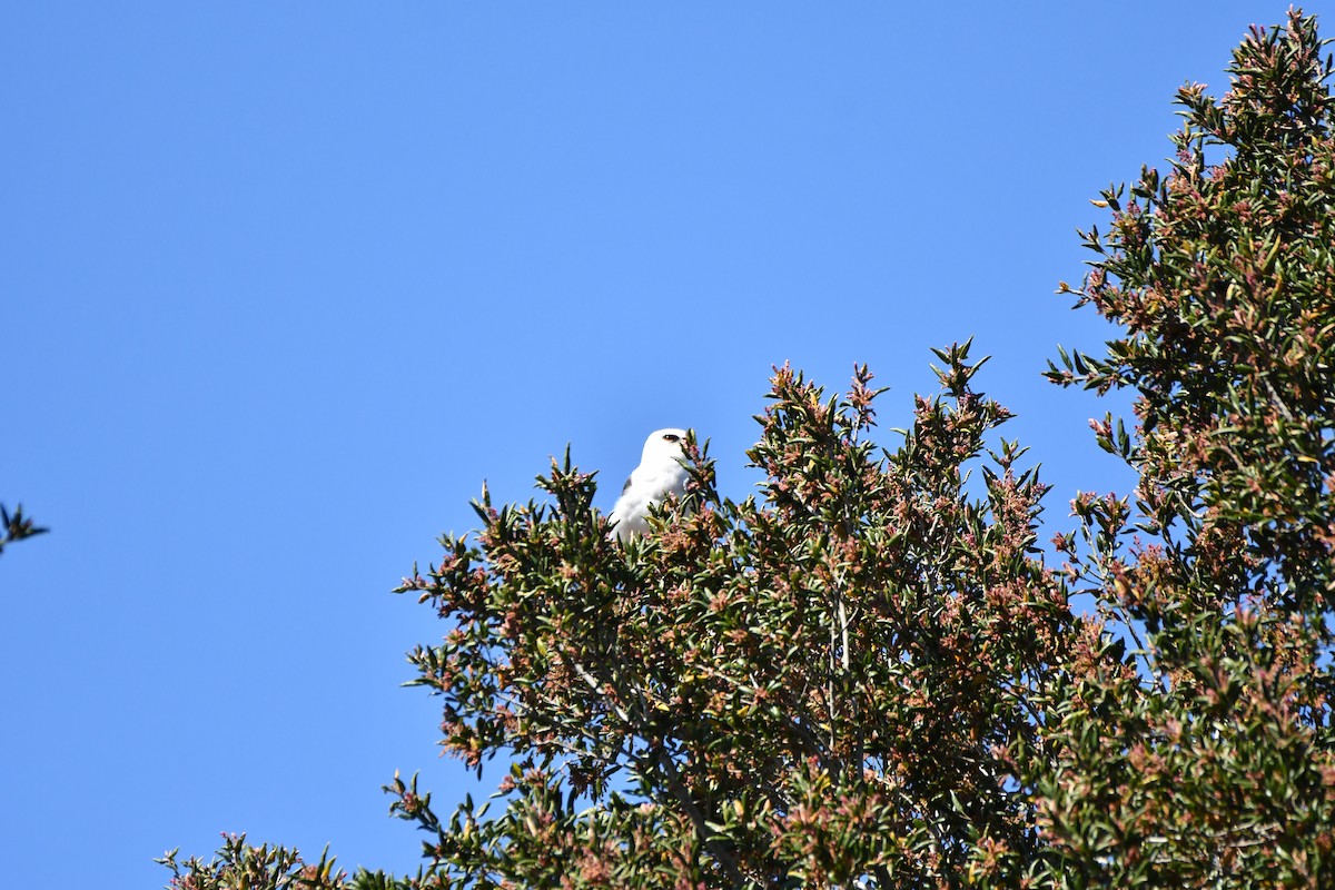 White-tailed Kite - ML616614168
