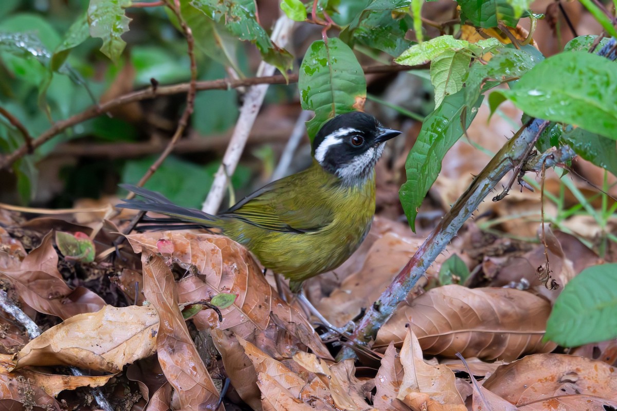 Sooty-capped Chlorospingus - ML616614183