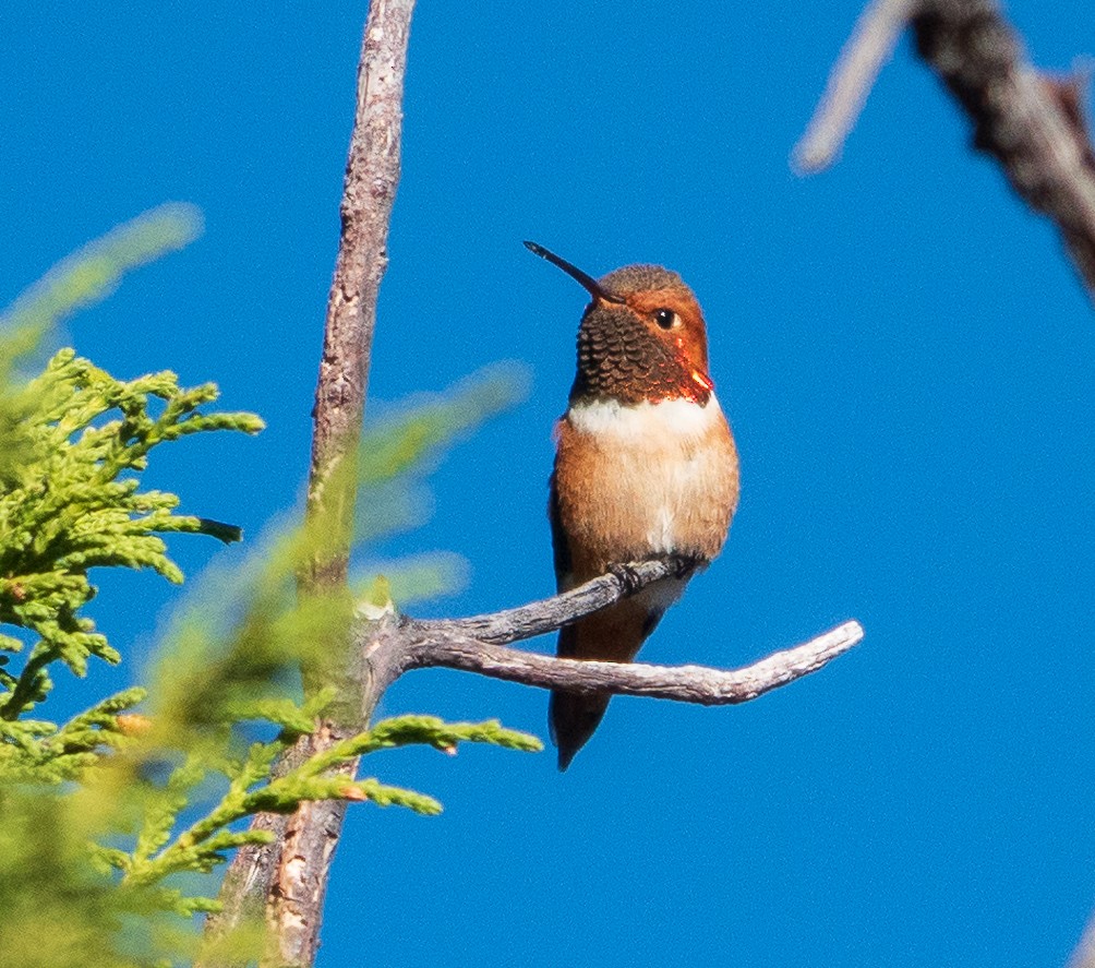 Rufous Hummingbird - Lois Farrington