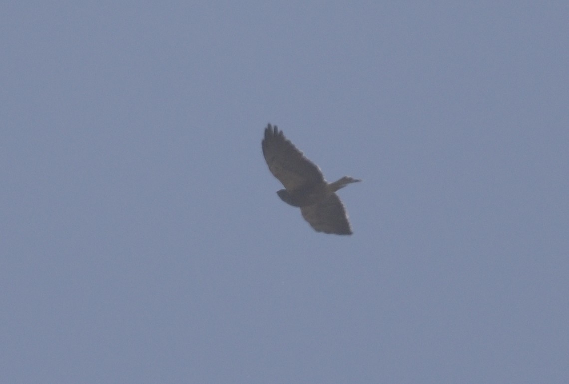 Swainson's Hawk - ML616614195