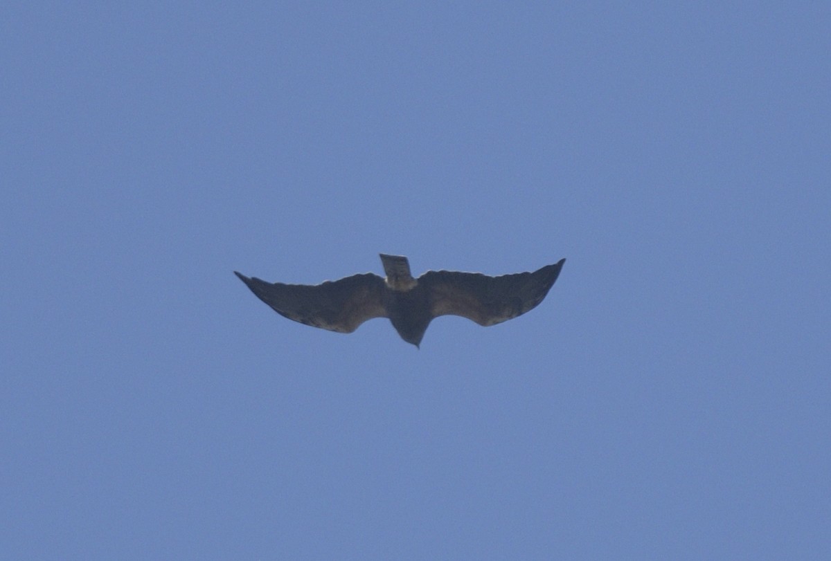 Swainson's Hawk - ML616614196