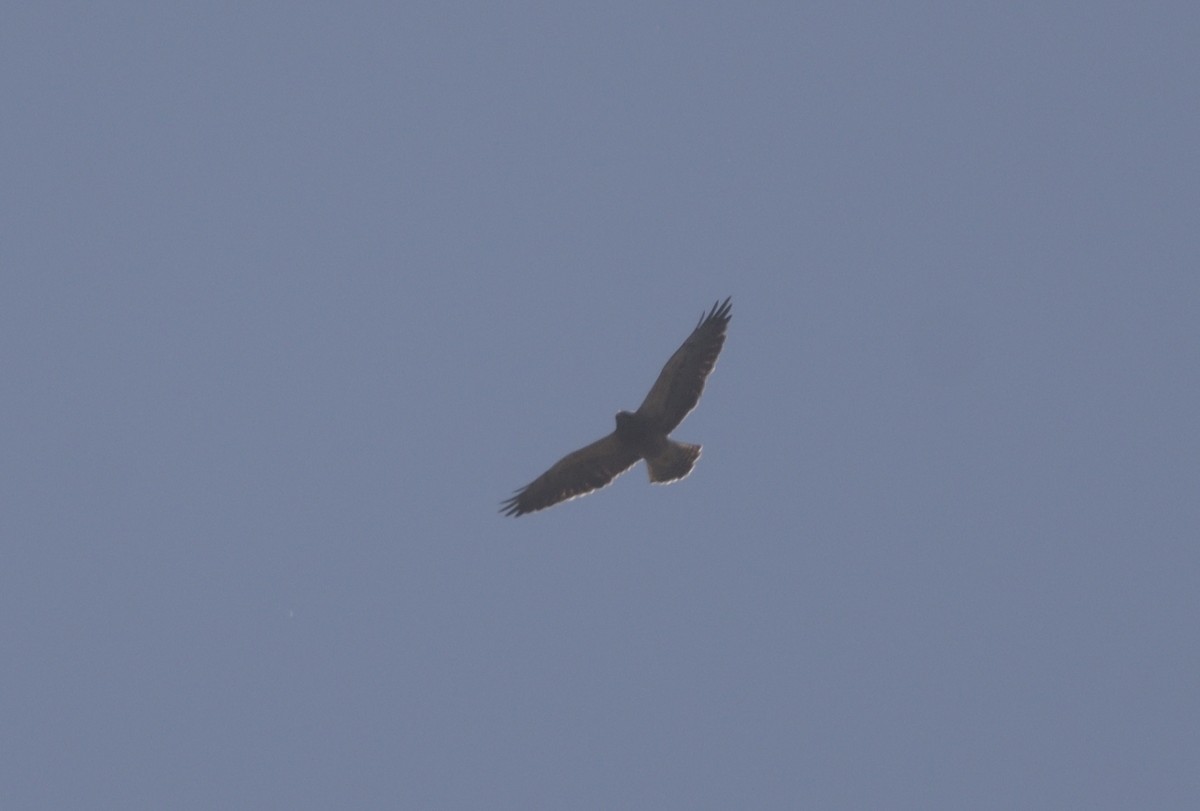 Swainson's Hawk - ML616614197