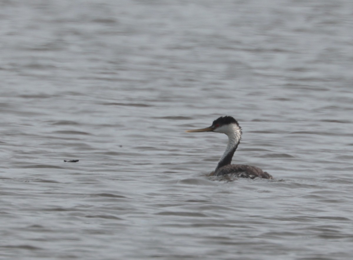 Western Grebe - Tracy Drake