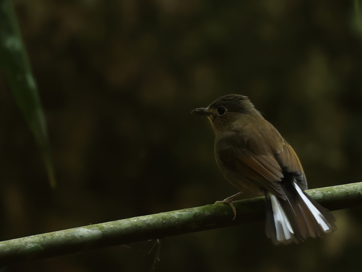 White-tailed Flycatcher - ML616614298