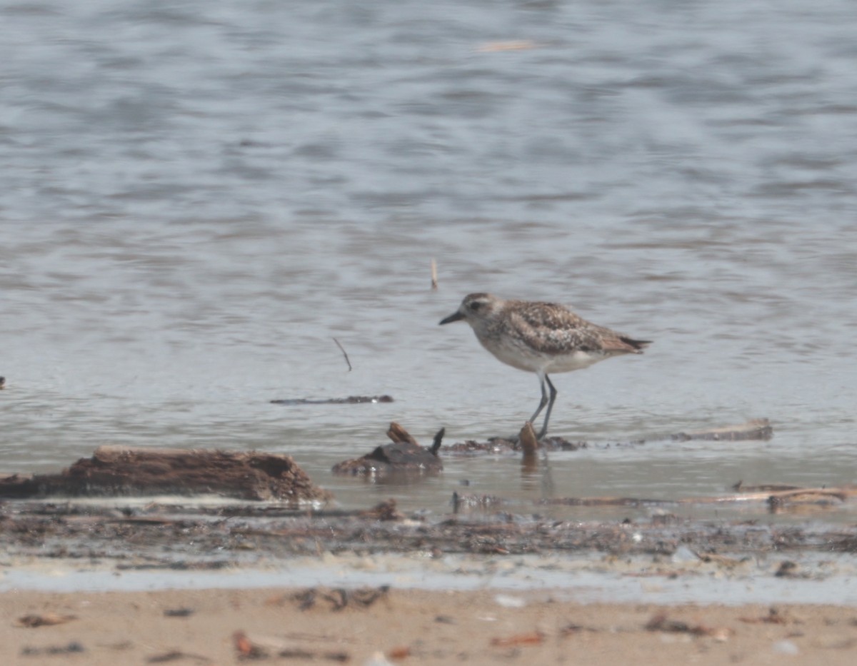 Black-bellied Plover - ML616614329