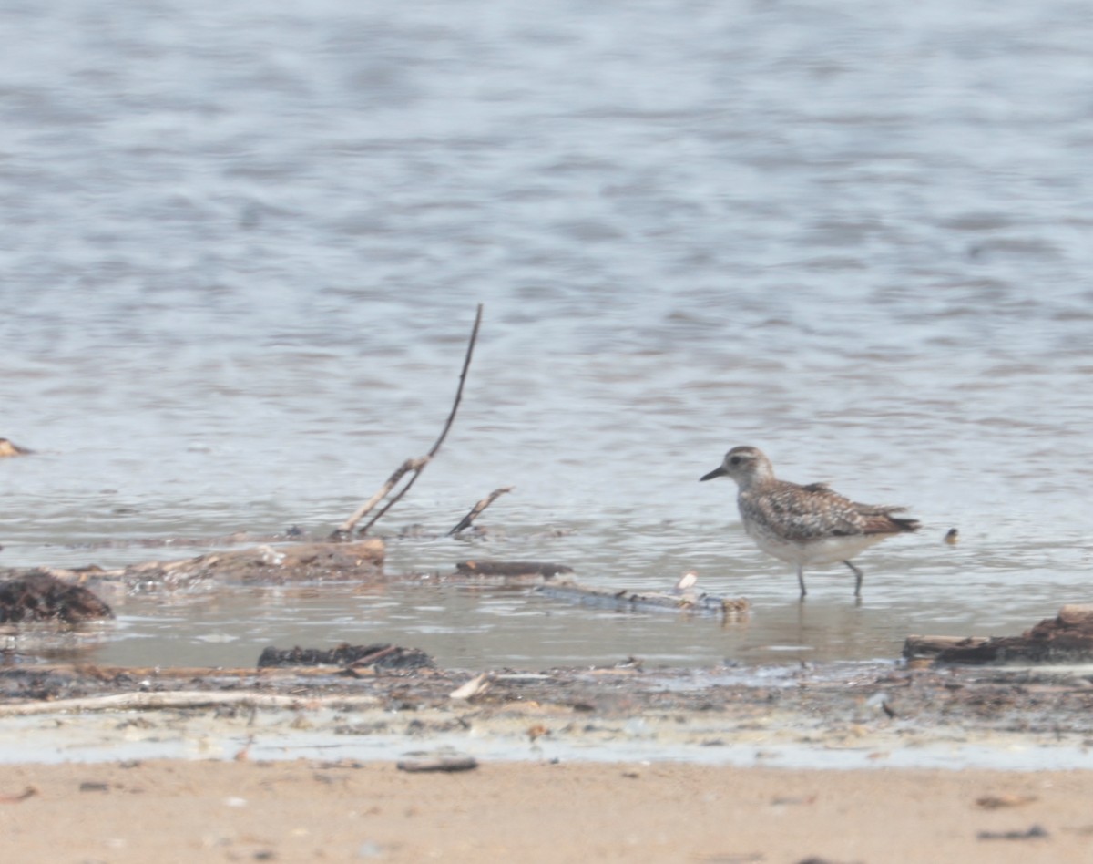 Black-bellied Plover - ML616614331