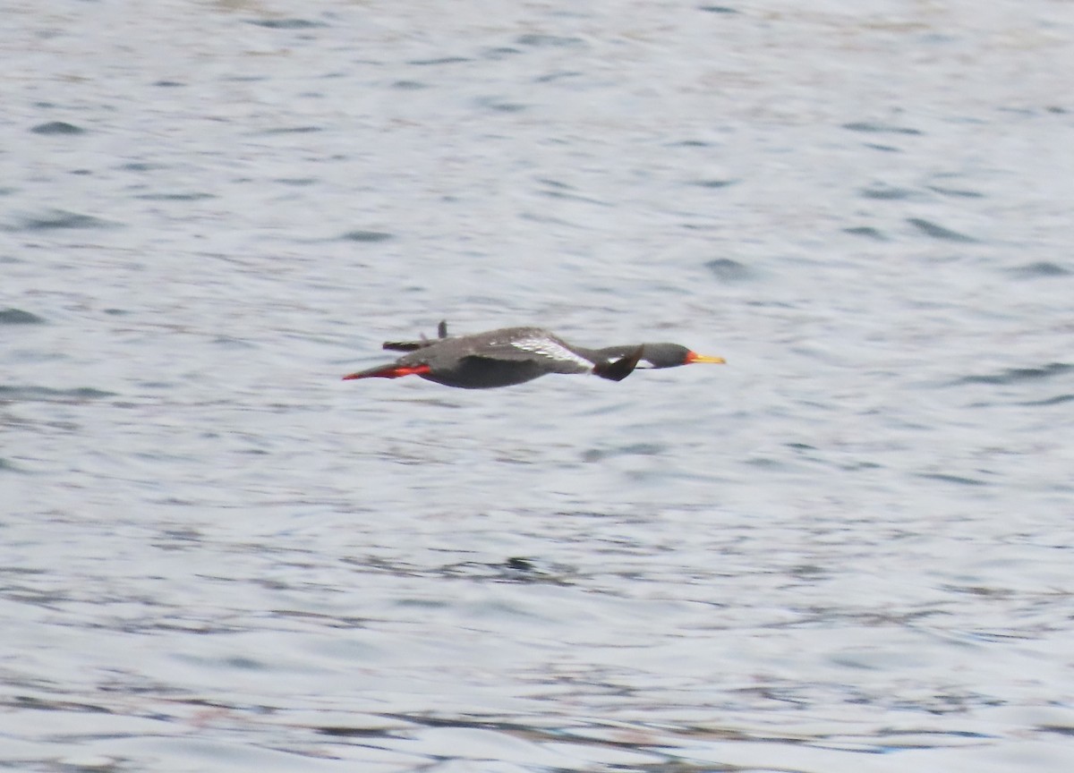 Red-legged Cormorant - ML616614332