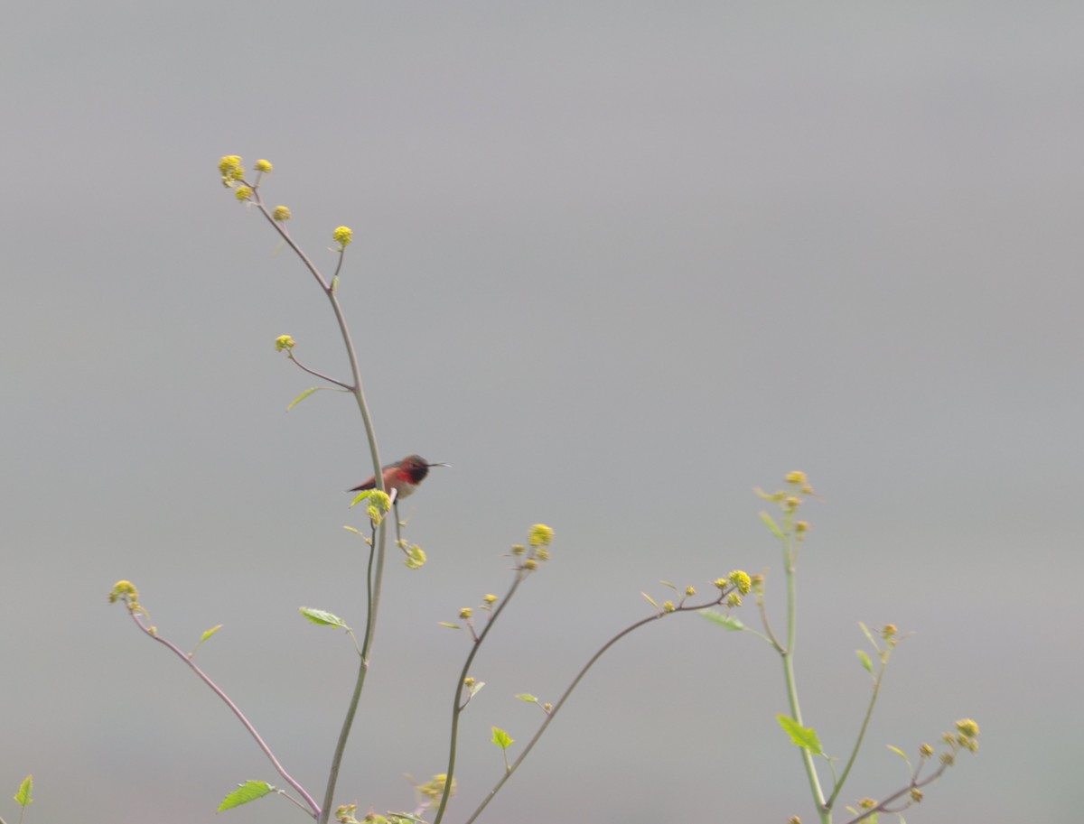 Allen's Hummingbird - ML616614350
